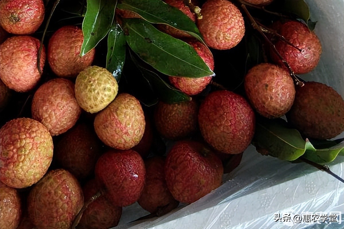 正山小种妃子笑多少钱一斤,正山堂妃子笑多少钱一斤