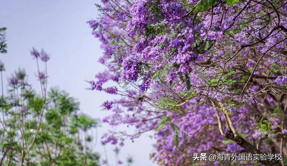 鏁板绱犲吇澶ц禌闈掑矝,瓒ｅ懗鏁板鐭ヨ瘑绔炶禌娲诲姩