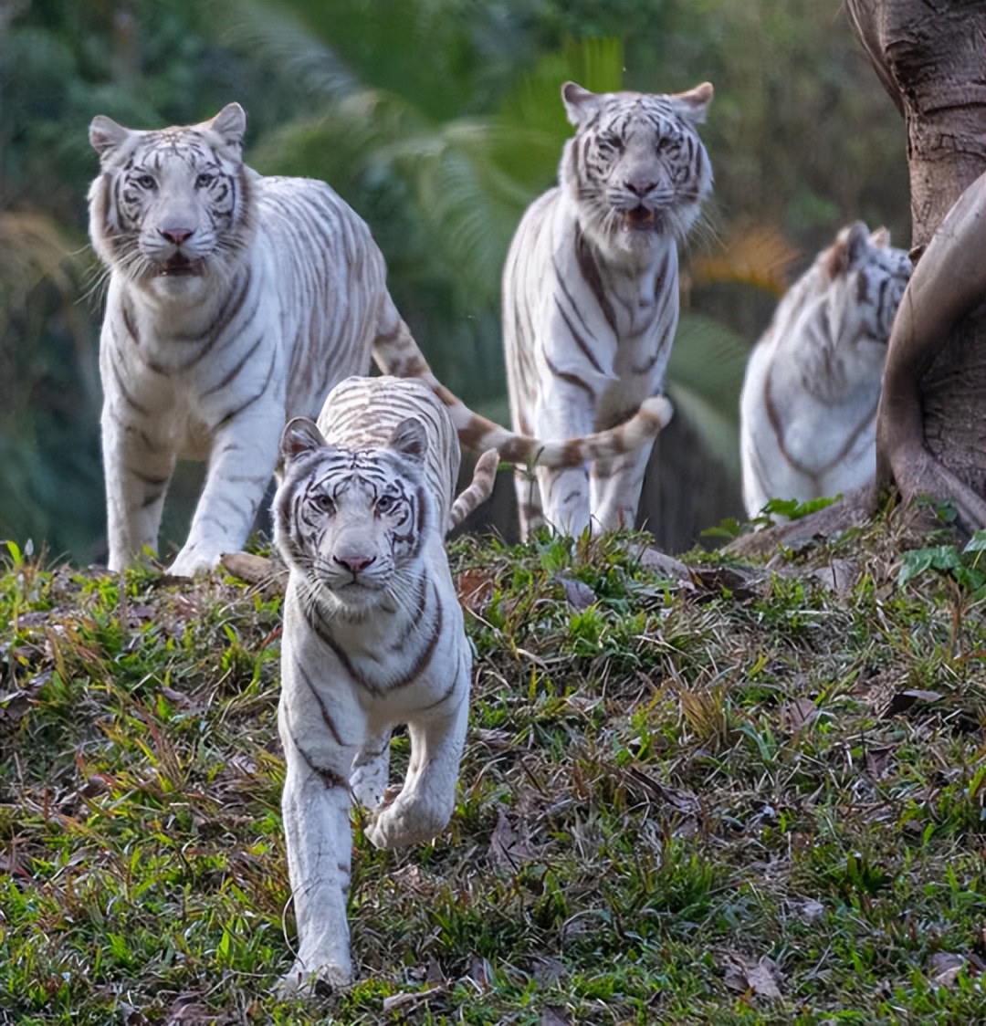 住野趣C位-广州长隆酒店！含高级客房+童趣乐园+广州长隆园区门票