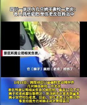 动物园内老虎被狮子撕咬过程,动物园老虎被3只狮子围攻致死