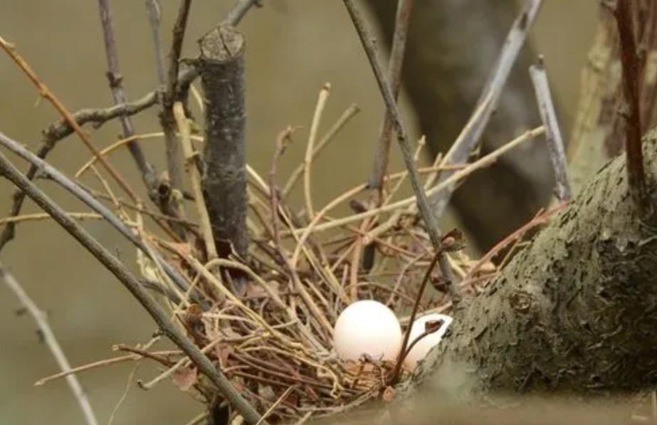 吃野生斑鸠其实对人有害？连筑巢都不会的斑鸠，究竟如何繁殖的？