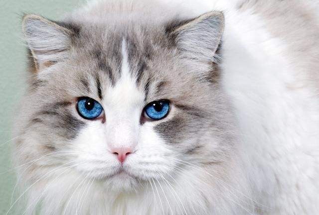 猫舍出售1000以内的猫,猫舍买只猫要多少钱