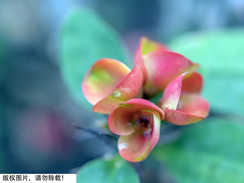 有毒植物夹竹桃,夹竹桃科植物都是有毒的吗