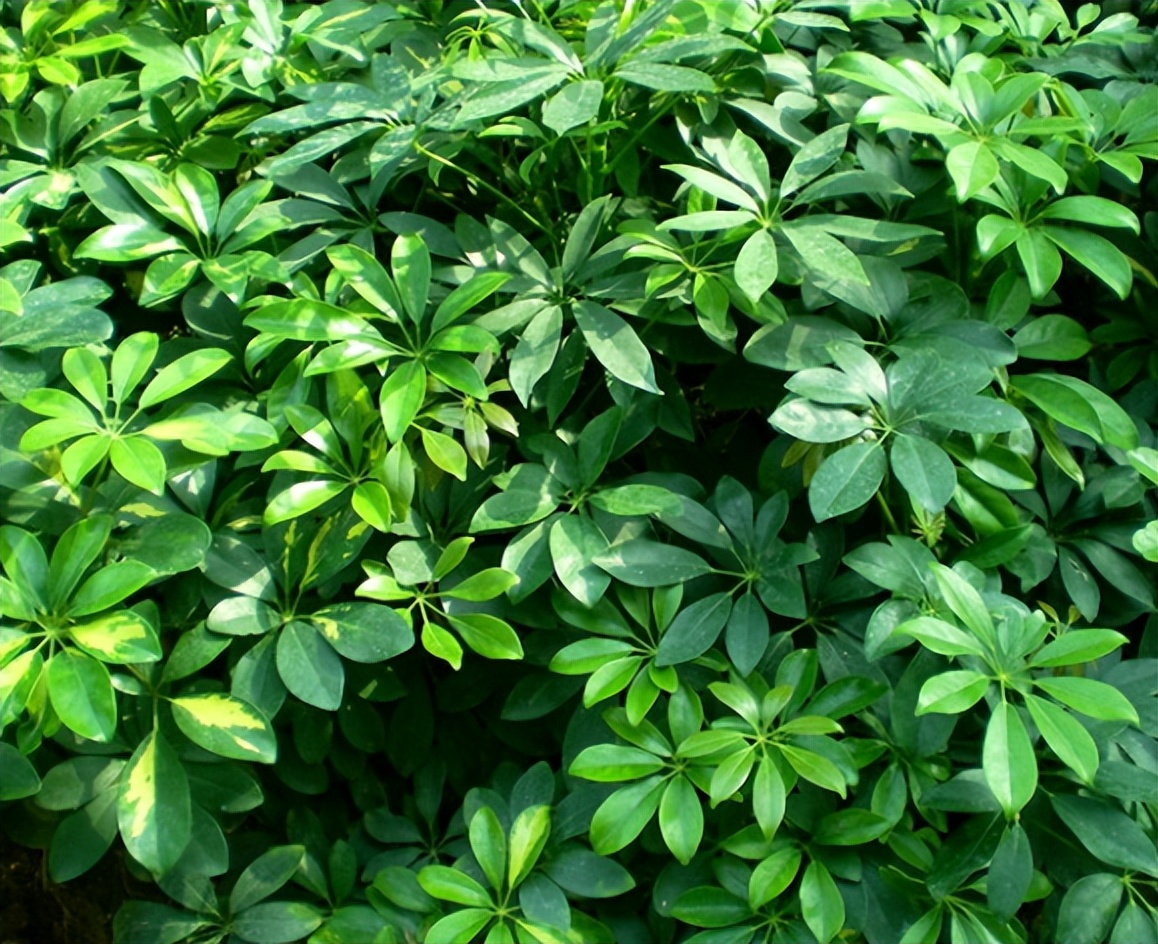 什么花草耐阴适合室内养,卧室养什么不怕太阳晒绿植风水好