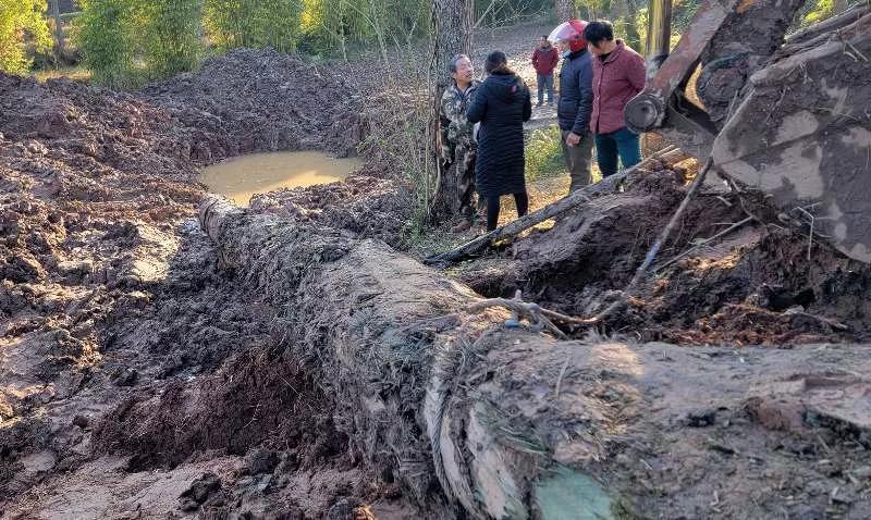 南充阆中挖乌木,南充挖乌木