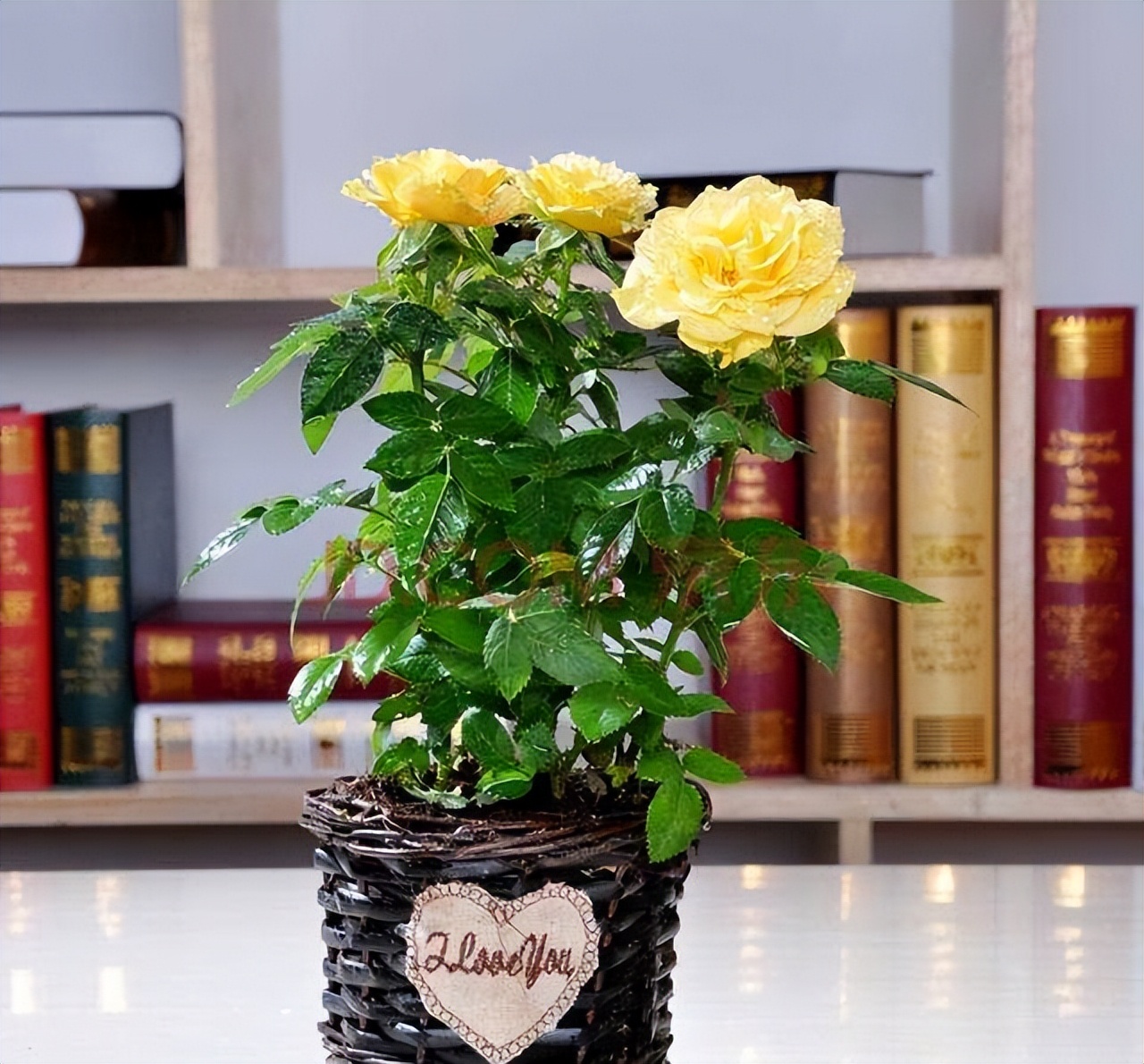 家里养花的十大注意事项,家庭养花最忌讳的三个动作