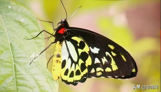 samsung三星sgh-e808,三星激光电视lsp7t和lsp9t