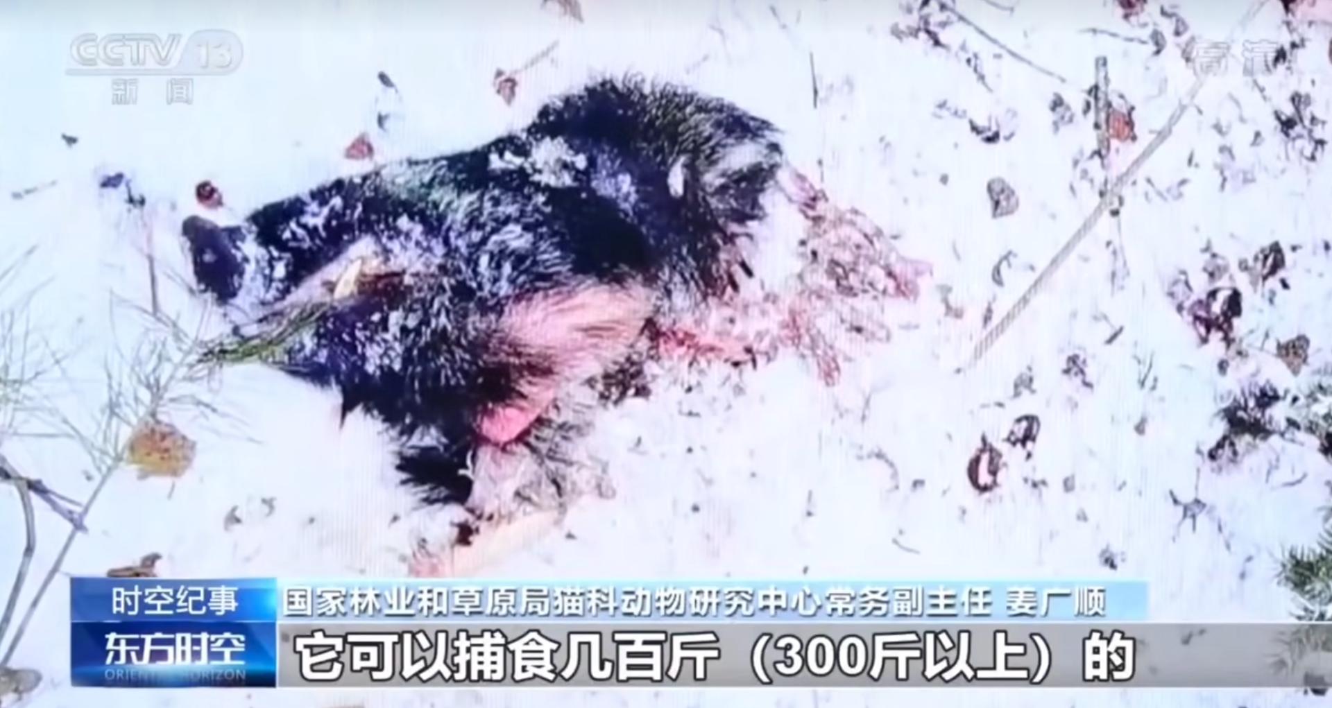 东北虎完达山一号咬死人了吗,完达山一号东北虎多少重