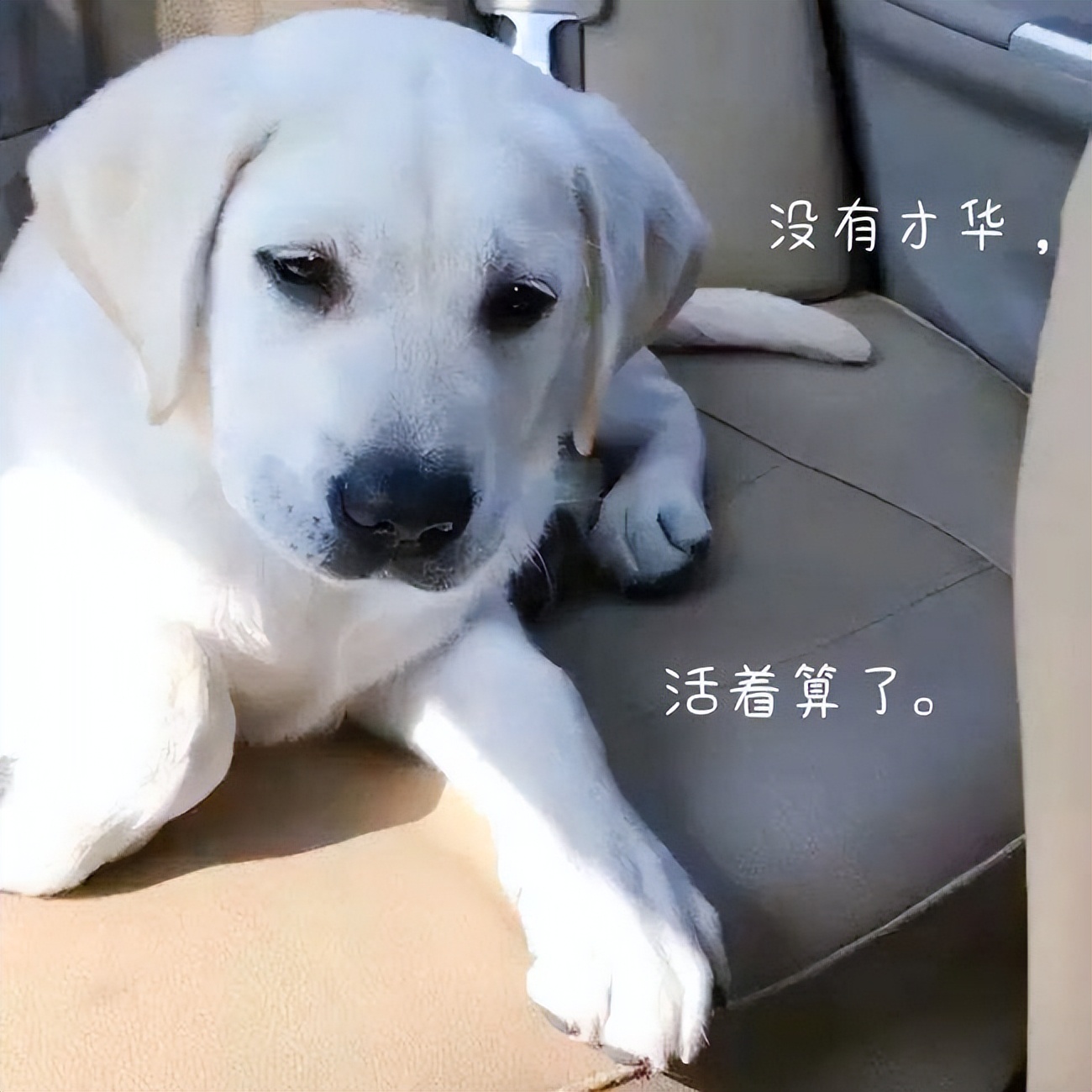 拉布拉多什么颜色帅气又好看,拉布拉多各个颜色的颜值对比