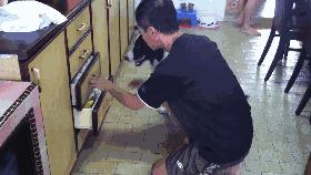 边牧和金毛哪个更适合养,金毛和边牧哪个更听话好养