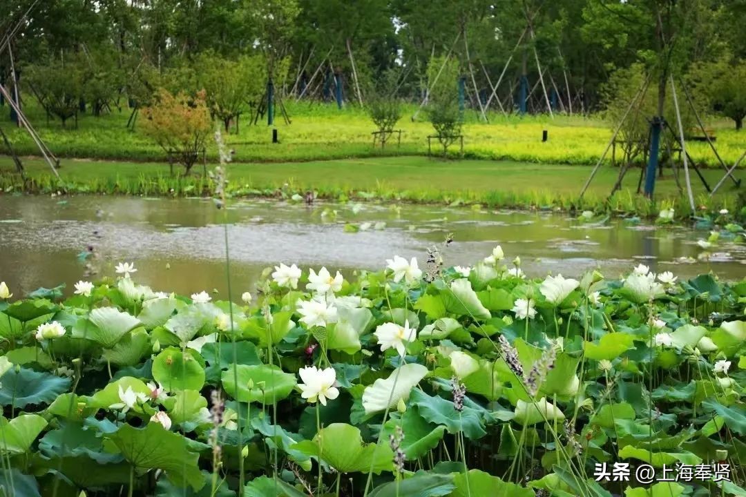 夏日赏荷好去处,奉贤哪里可以赏荷花