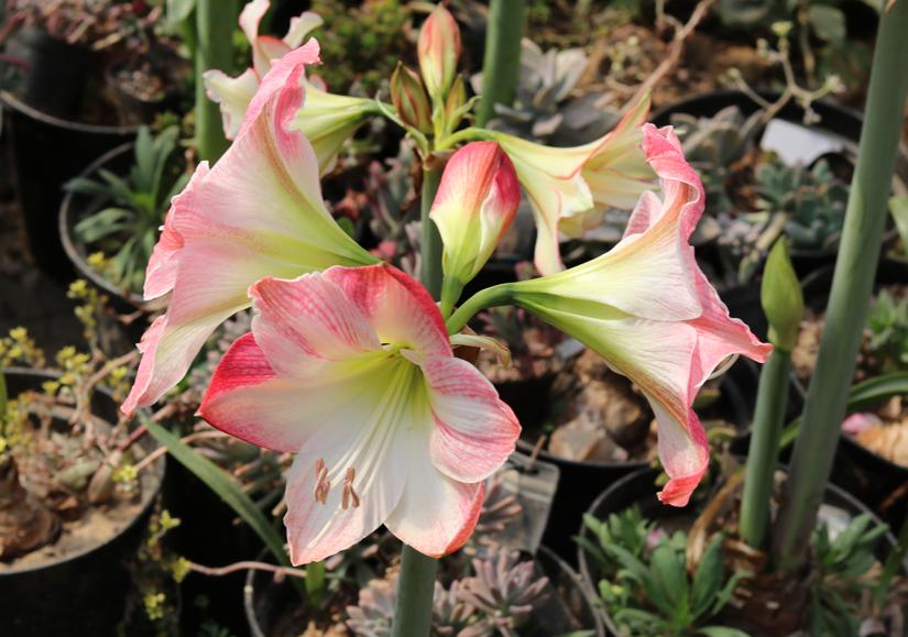 名贵的花卉就一定难养吗,花市的花怎么养得那么好