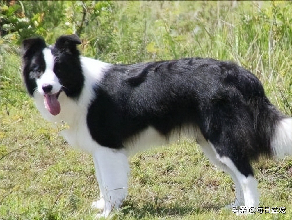 边牧受到虐待被救后拥抱新主人,长期被虐待的边牧