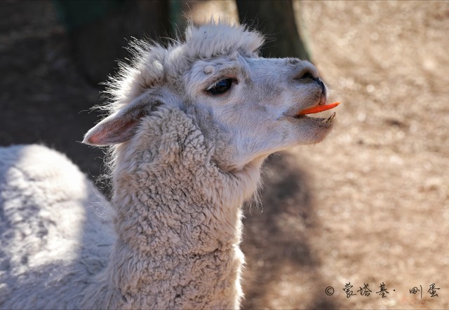 辽宁海岛旅游景点推荐,辽宁旅游攻略必去景点推荐一览表