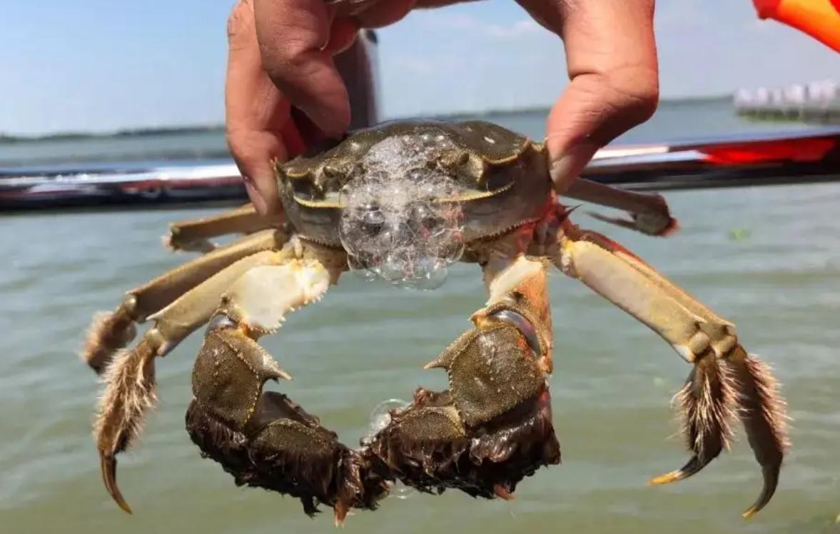 国内最好大闸蟹排名第一,大闸蟹最出名的是哪个地方
