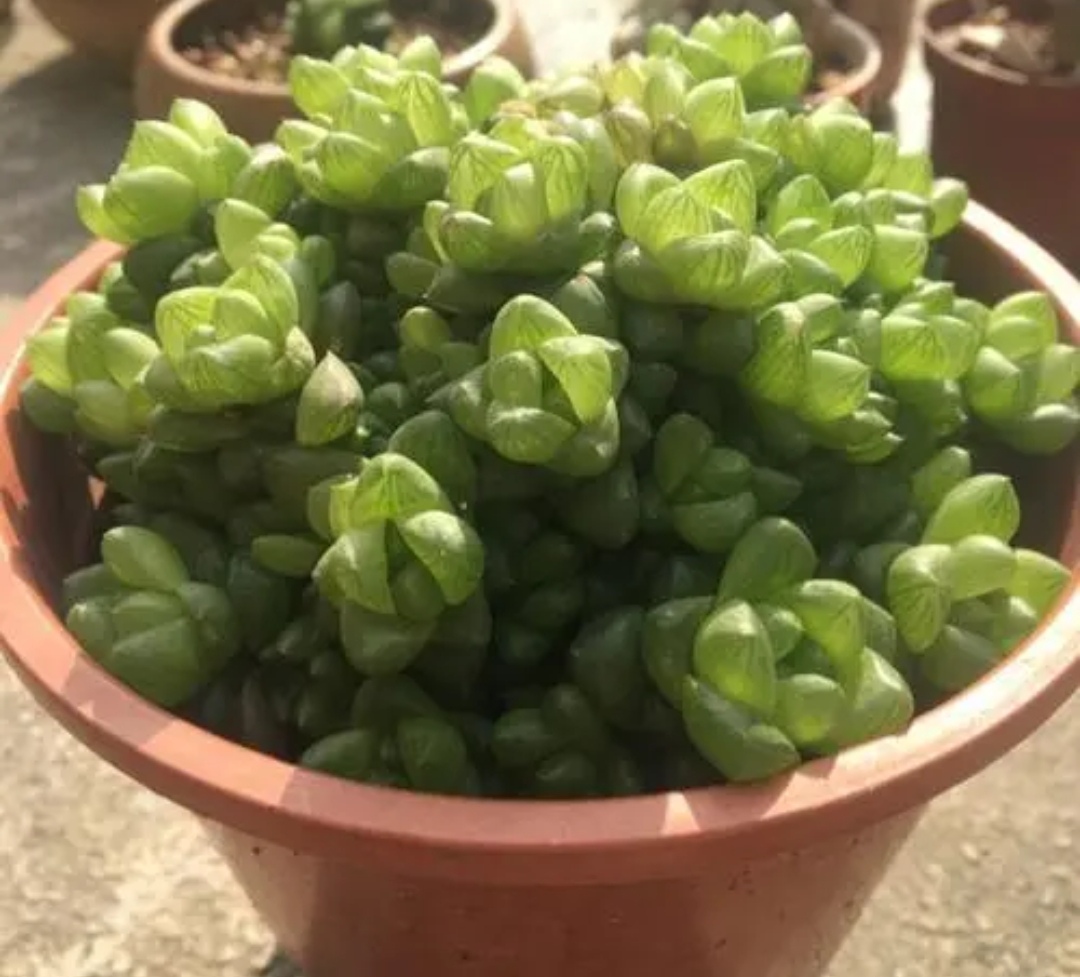 家里的多肉都开花啦,家中的多肉开花啦