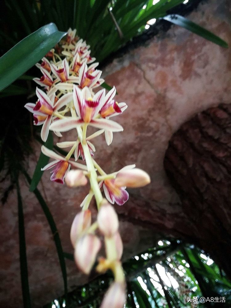 带你认识中华兰花纹瓣兰,顶级纹瓣兰图片