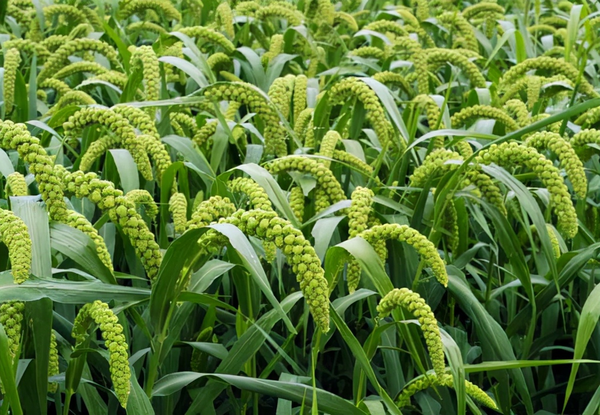 宕囦俊浼樺搧绮夋潯,宕囦俊浼樺搧