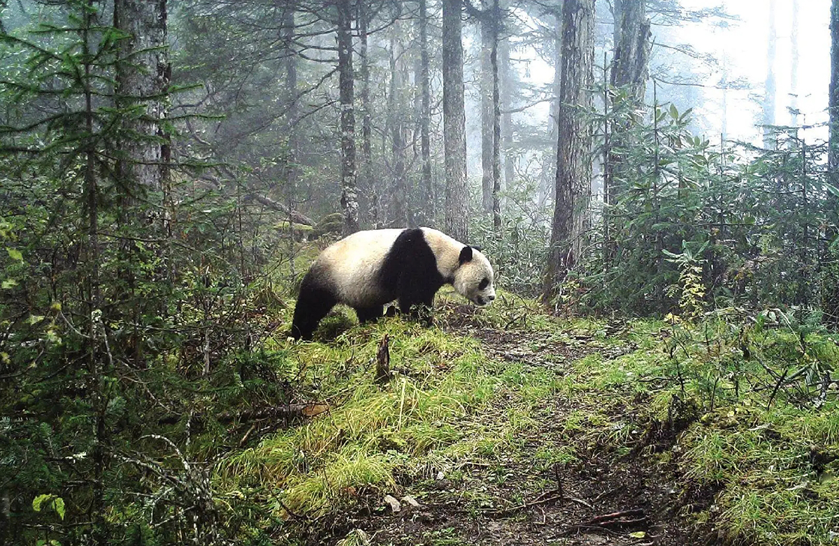 四川发现一大熊猫，在竹林转悠，还在一棵树边，表演“倒立撒尿”
