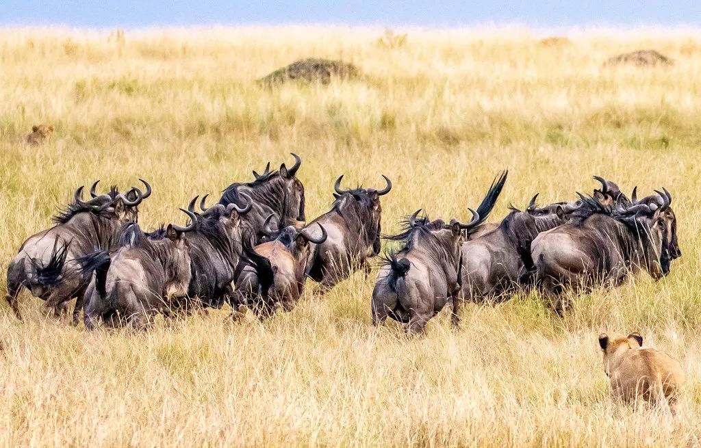 豹子丧命,豹子的悲惨下场视频