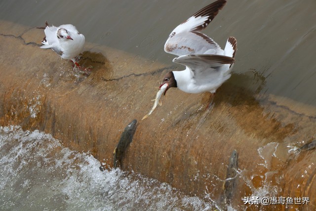 青海湟鱼那么多为什么要保护,救命的青海湖湟鱼