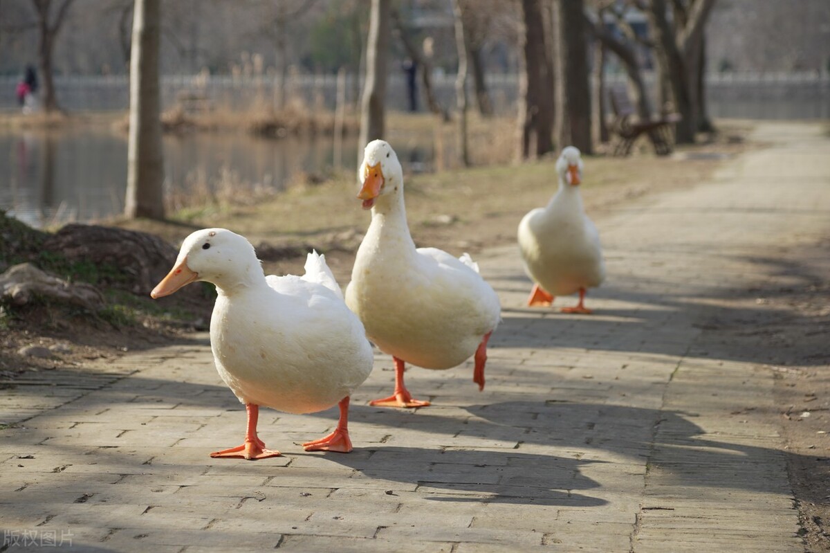 被美国人偷走的熊猫,被美国带回来的熊猫