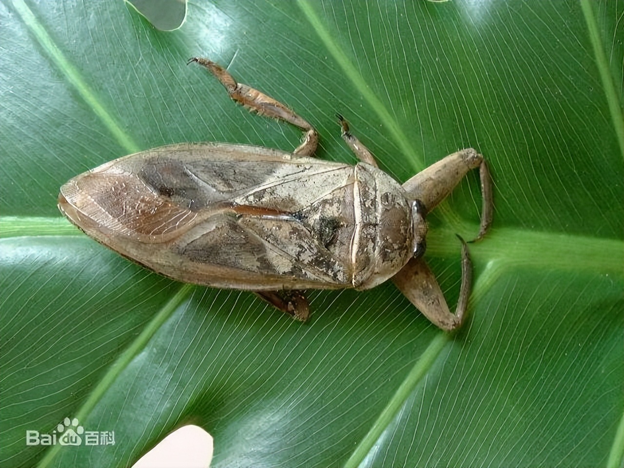 真正的丛林美食有哪些,硬核知识大全100个