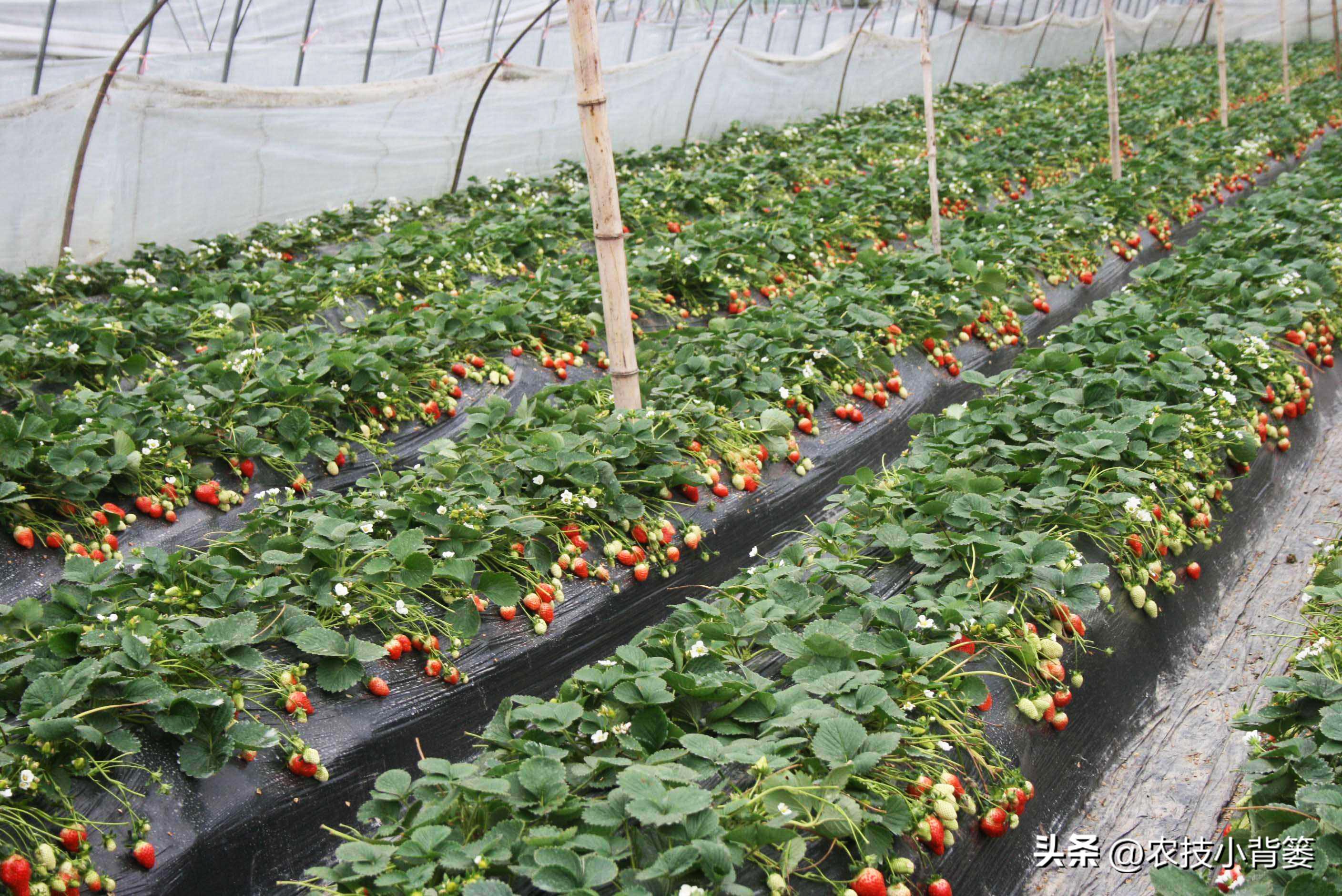 草莓促花芽分化的最快捷方法,草莓花芽分化有规律促花管理