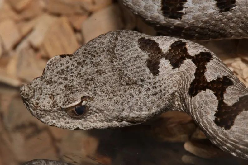 「原来欧洲有这么多种蛇？！」偷师卡塞尔的豢龙大师·下