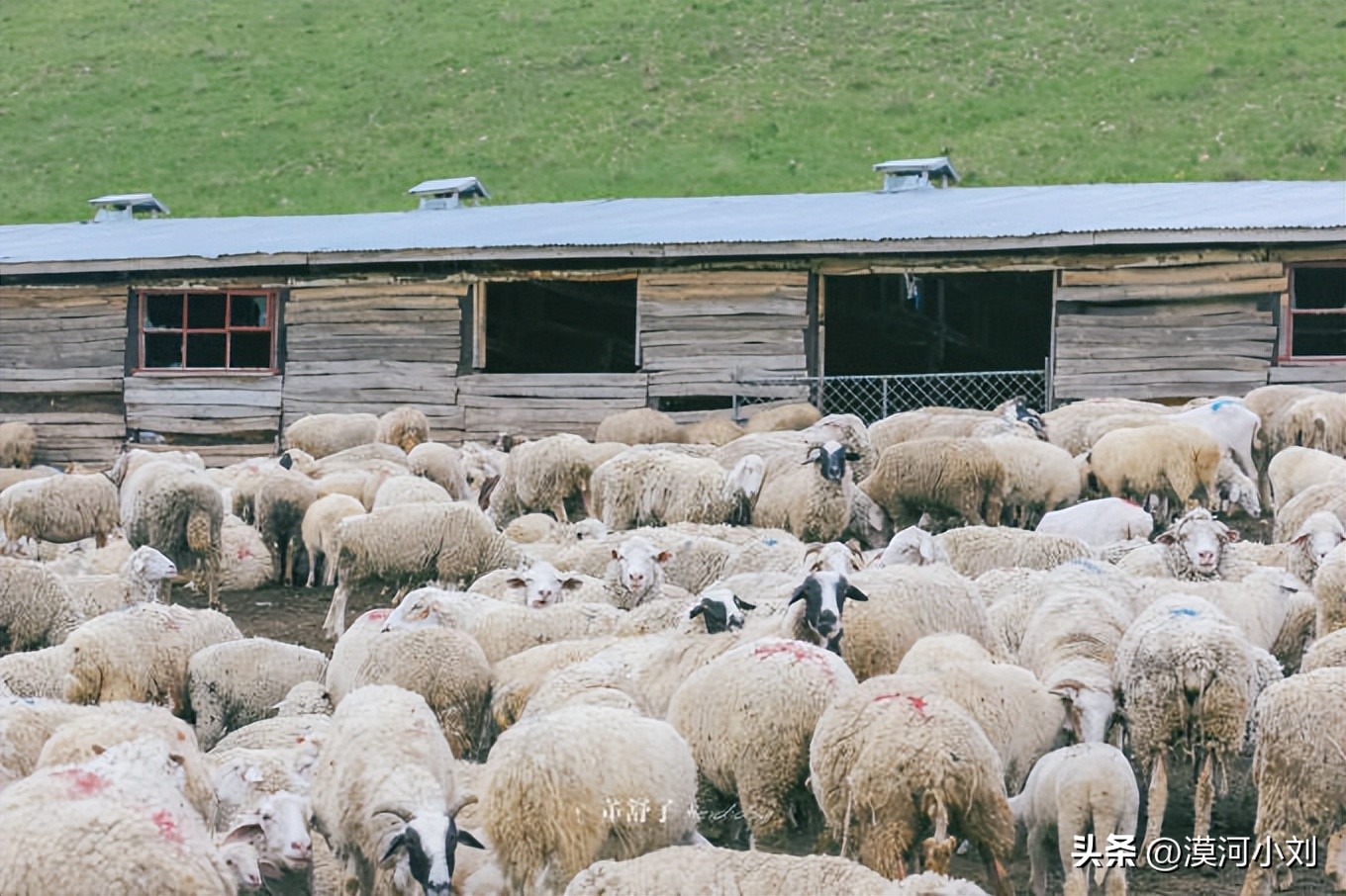 呼伦贝尔一日旅游攻略自驾游,呼伦贝尔旅游胜地