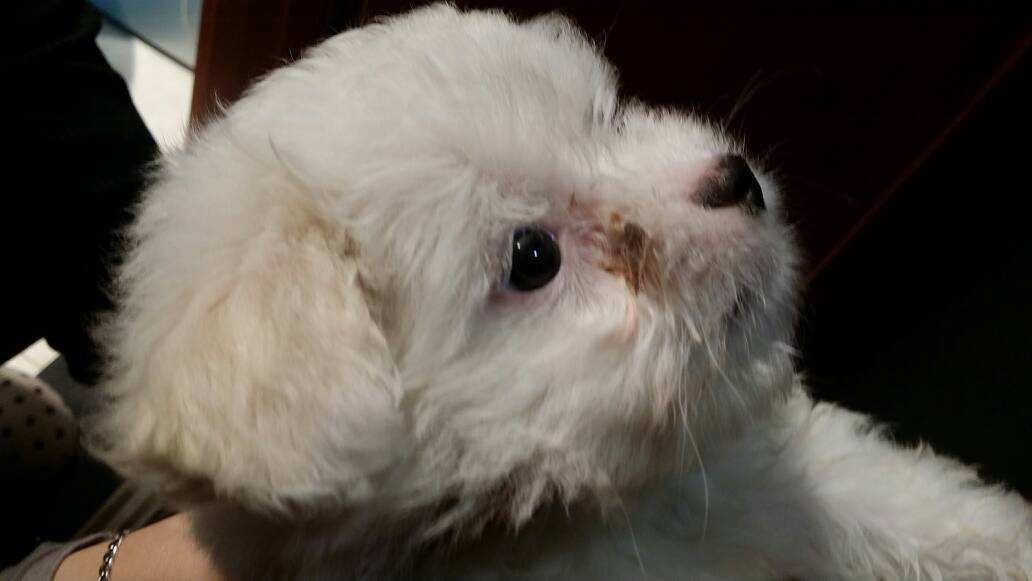 狗狗眼屎多怎么解决,狗狗精神萎靡眼屎多