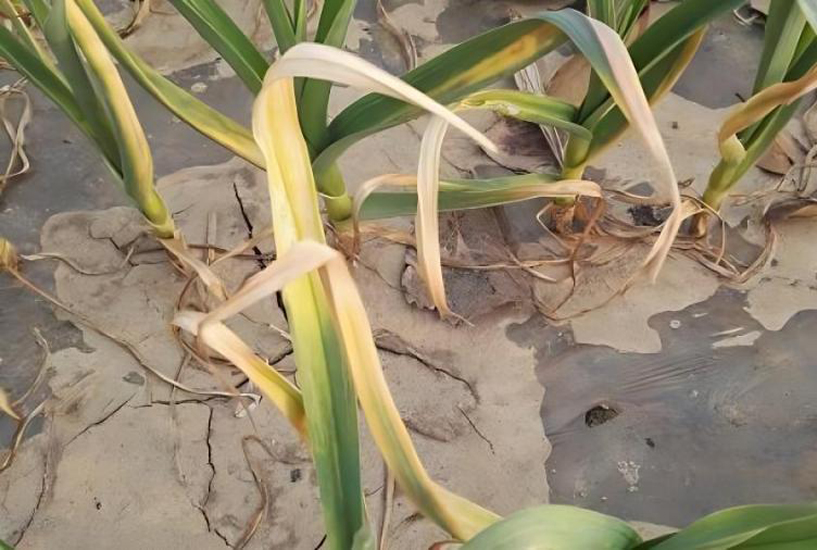 有关粗心酿大错的例子,小麦打除草剂中毒叶子发黄怎么办