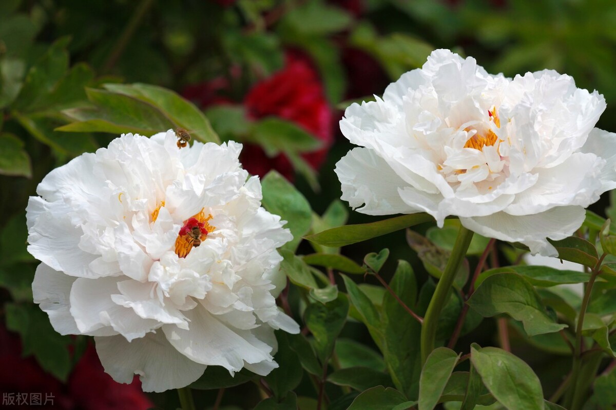 花开时节动京城的牡丹真国色,唯有牡丹真国色花开富贵动京城