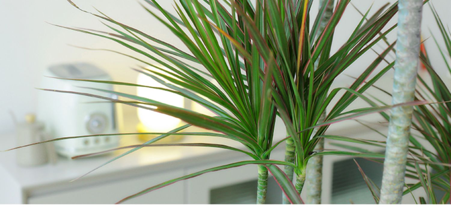 养不死的绿植,懒人养不死耐寒耐旱的绿植