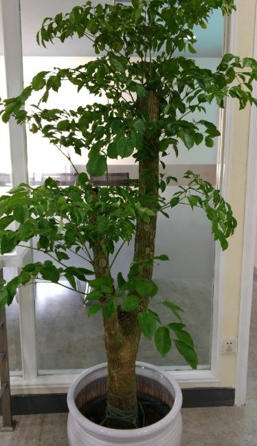 富贵树怎样才能更旺盛,富贵树怎么养才能旺盛