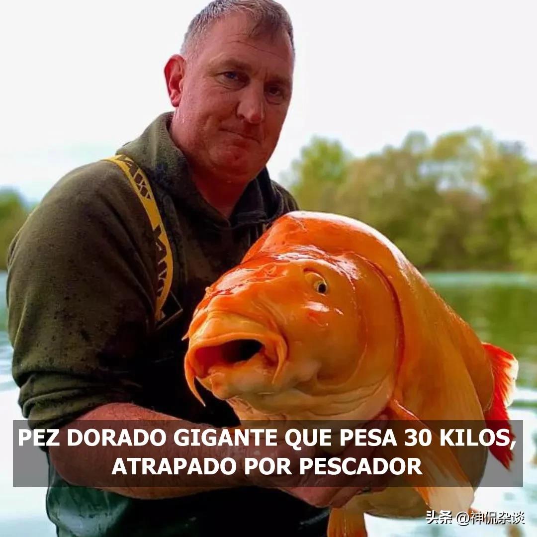 世界上鼻子最长的是什么动物,世界鼻子最长的人