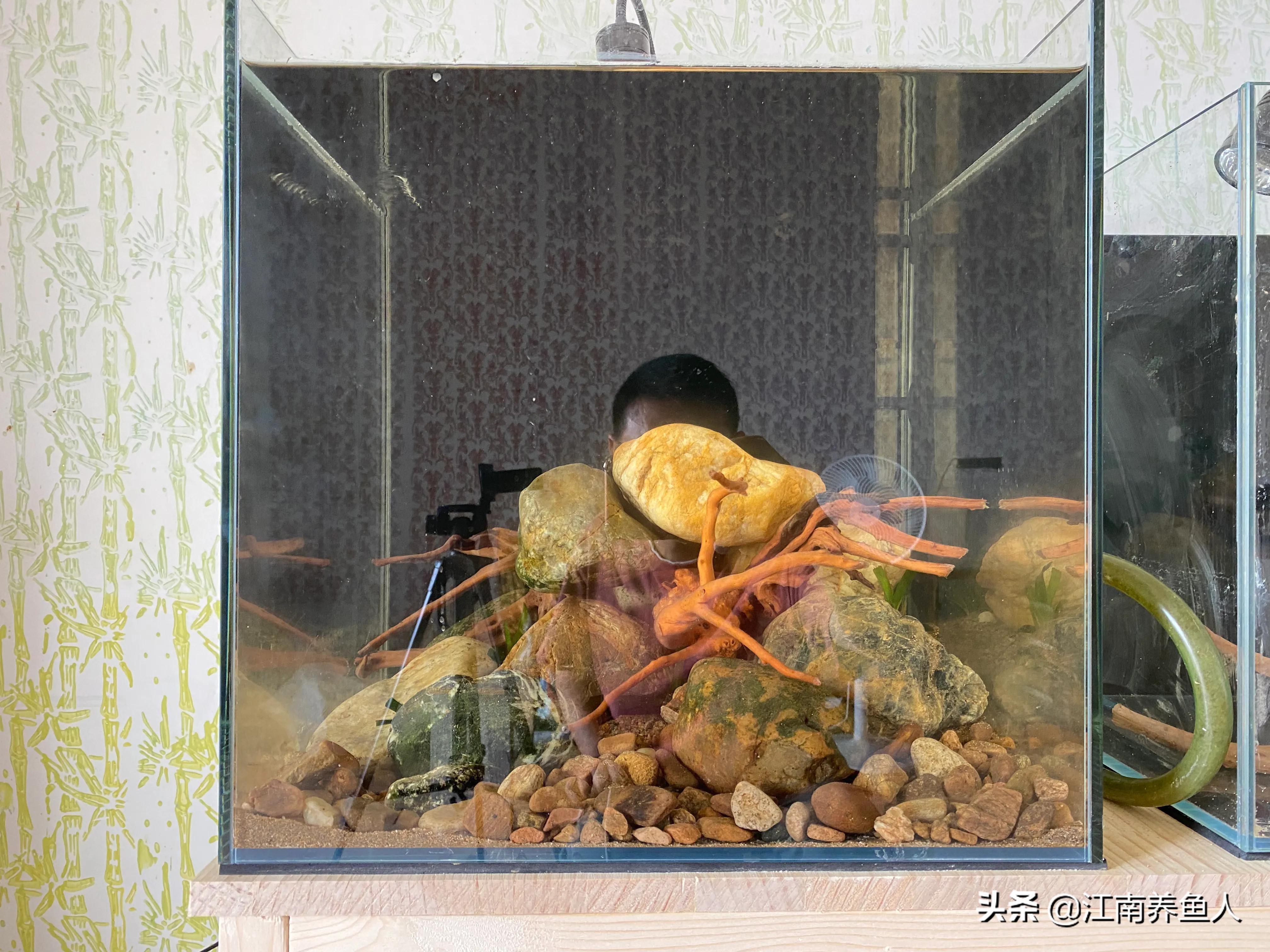 原生缸虾虎鱼怎么装过滤,原生态虾虎缸如何开缸养水