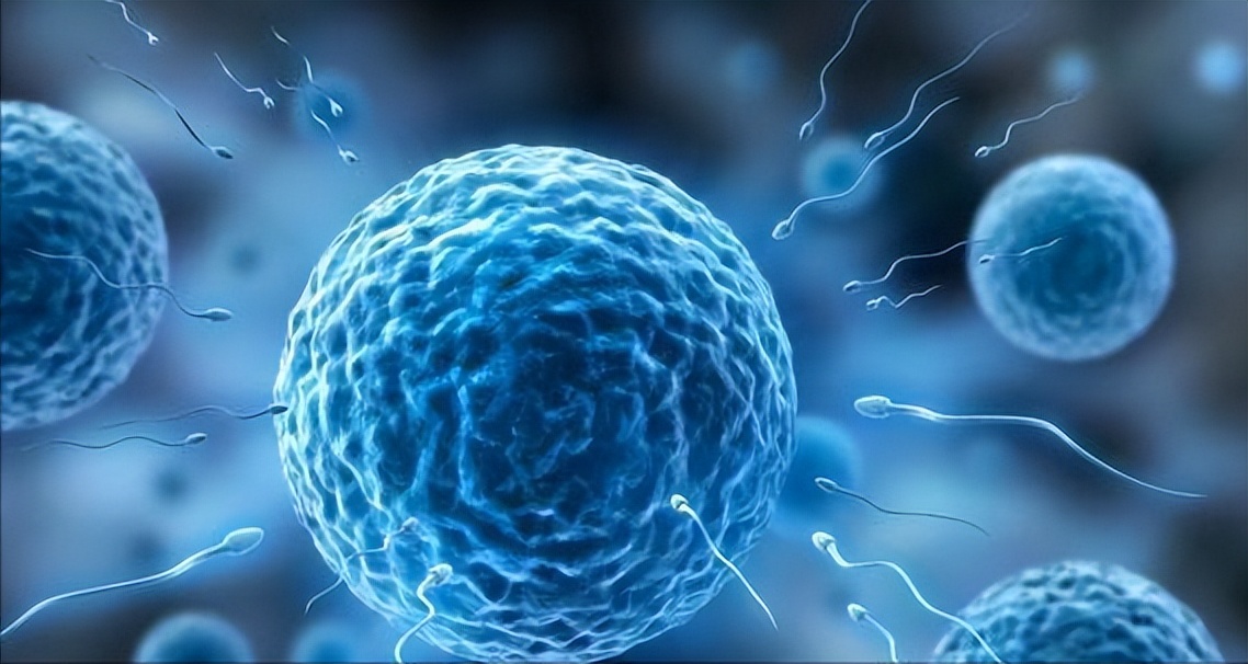 生男生女取决于精子？科学家发现卵子也有选择权，但结果却很意外