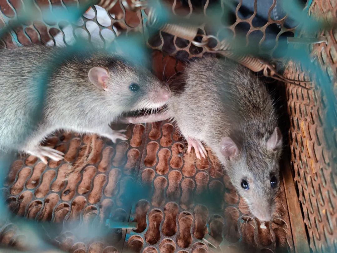 集中营六记,集中营逃亡7年