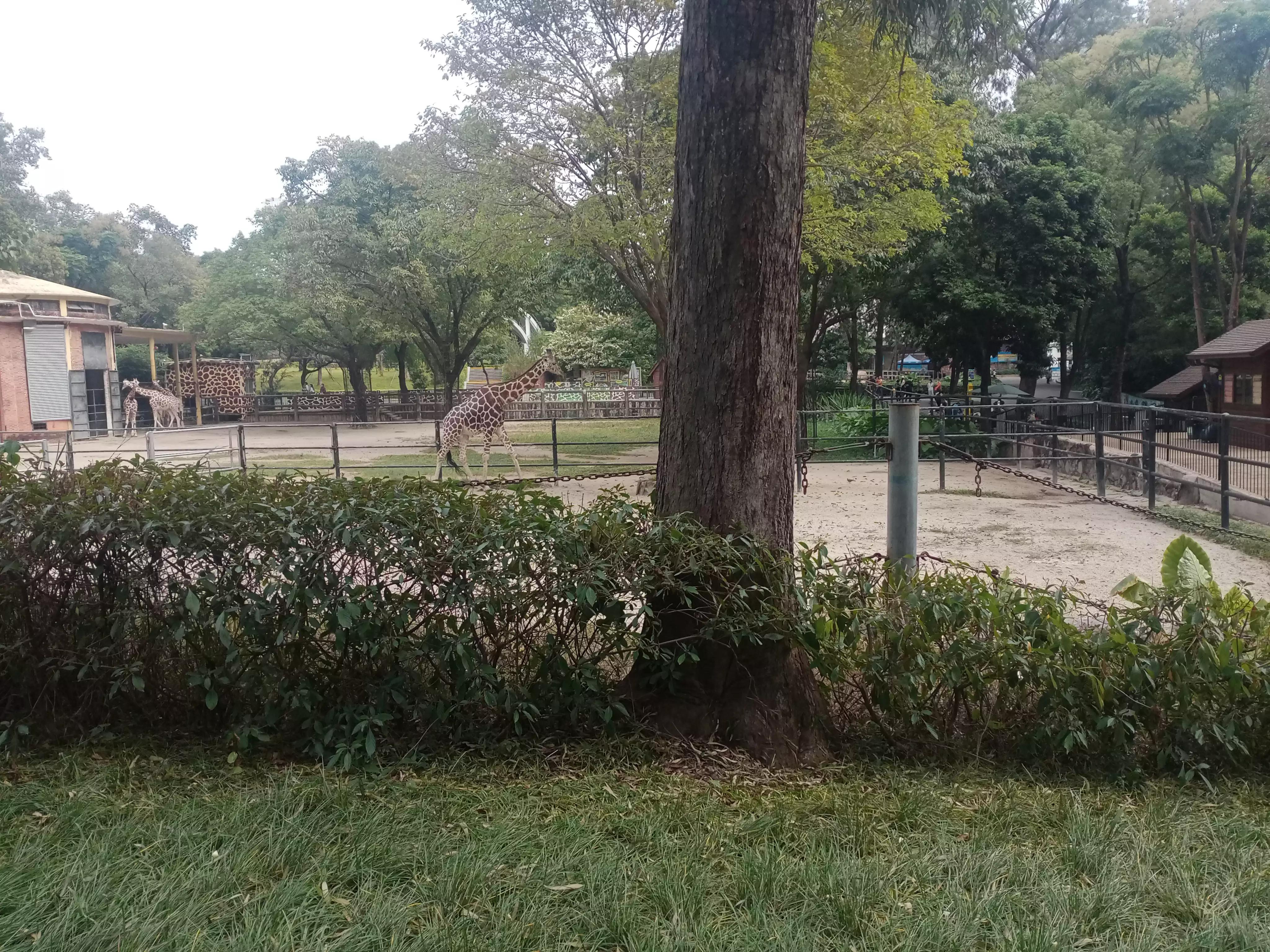 广州动物园游记,广州野生动物园