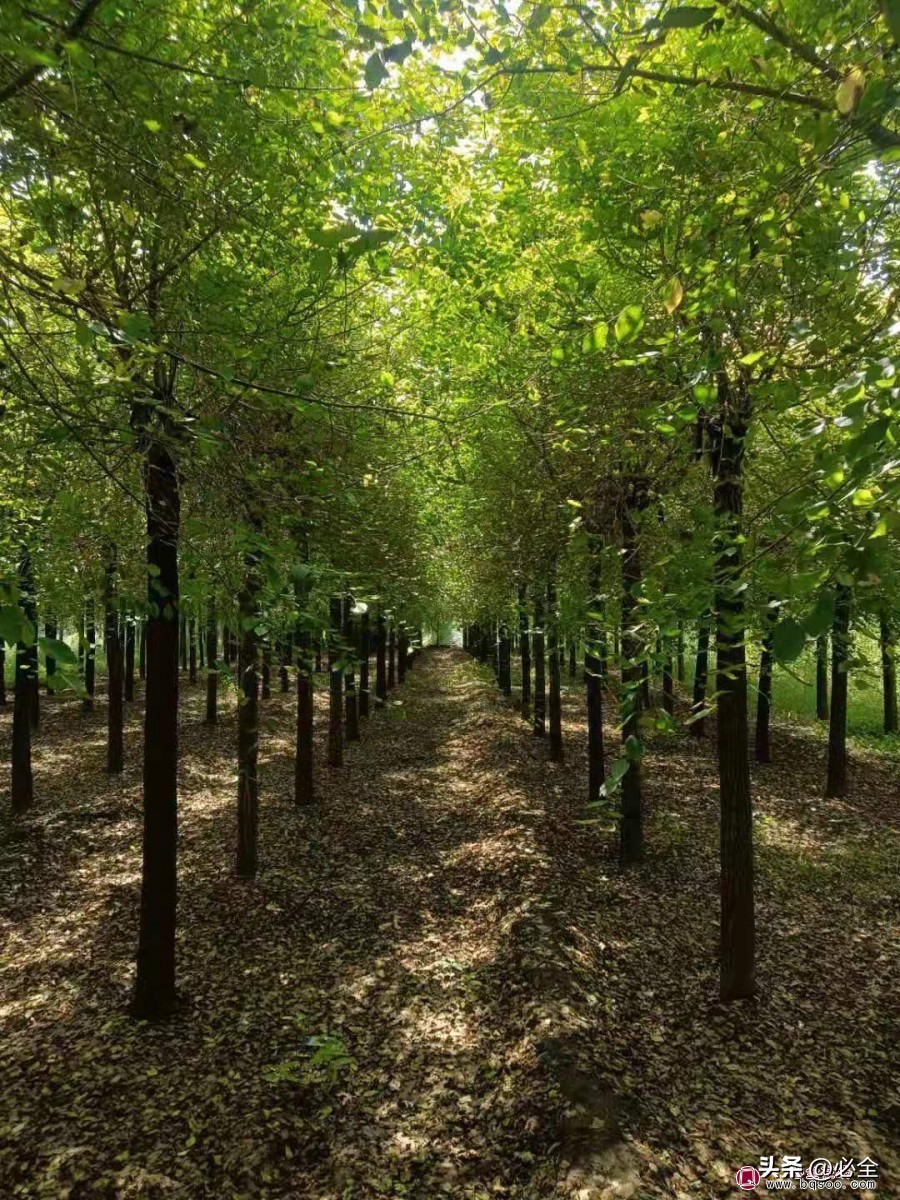 地里苗子怎么找销售,地里的农产品如何卖