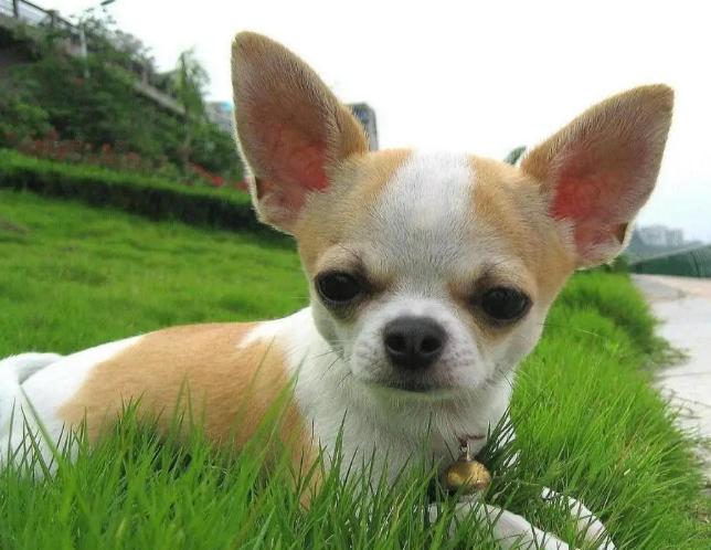 吉娃娃的特点和优点,吉娃娃很可爱