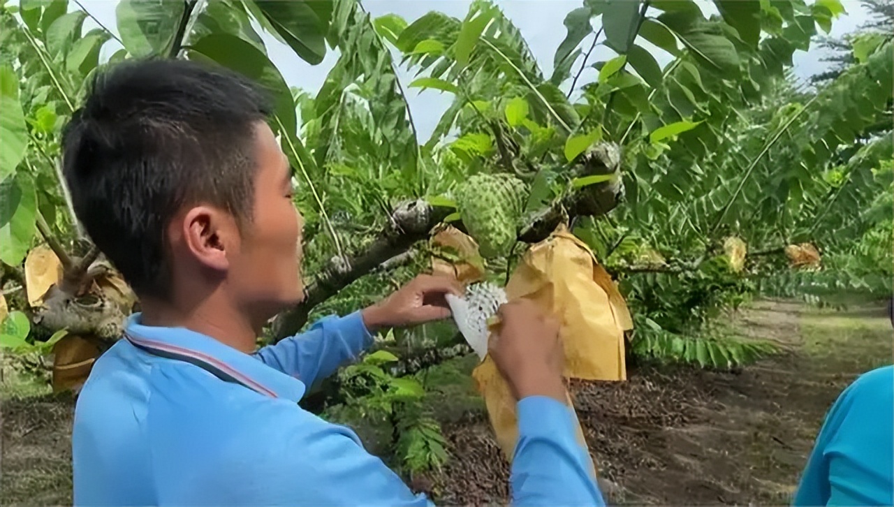 台湾水果滞销积压视频,台湾水果滞销东南亚