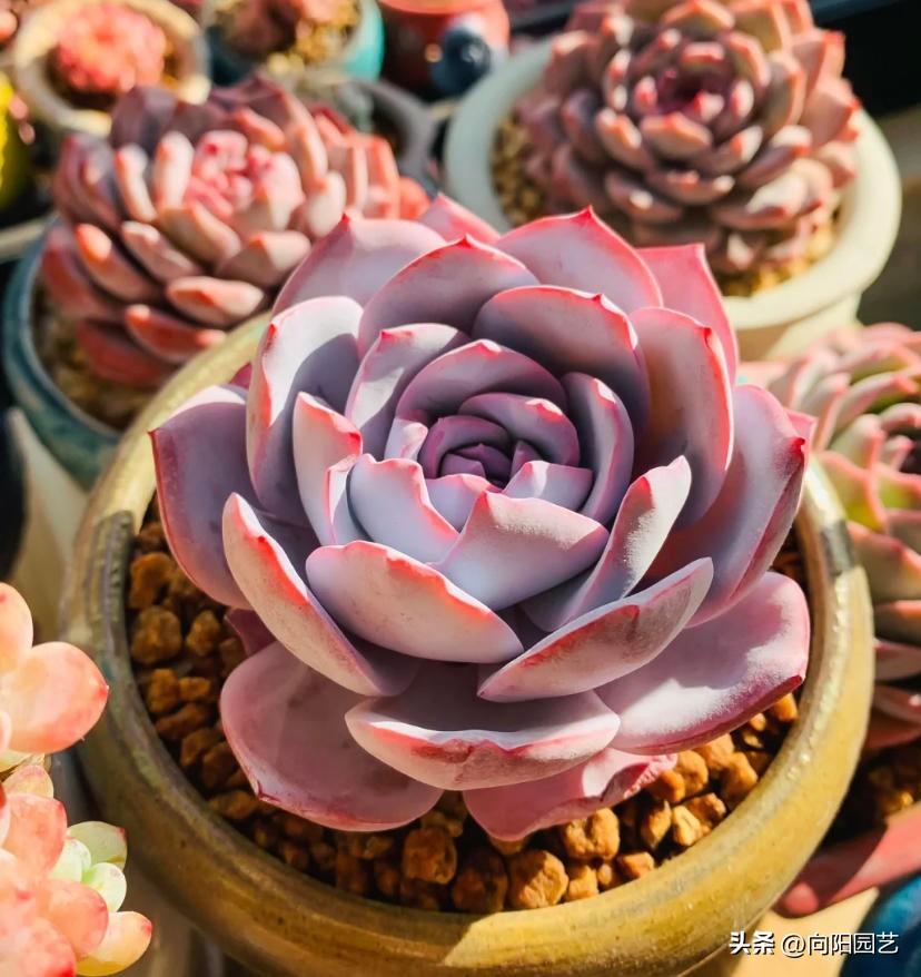 几十块的补光灯推荐,100元左右补光灯怎么选