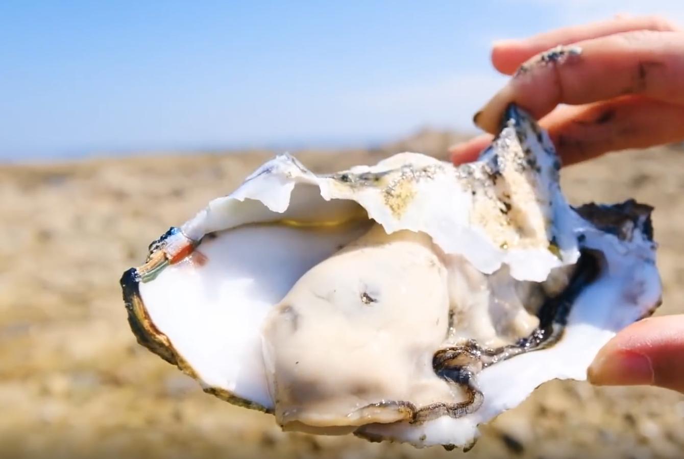 中国生蚝法国生蚝,中国吃生蚝