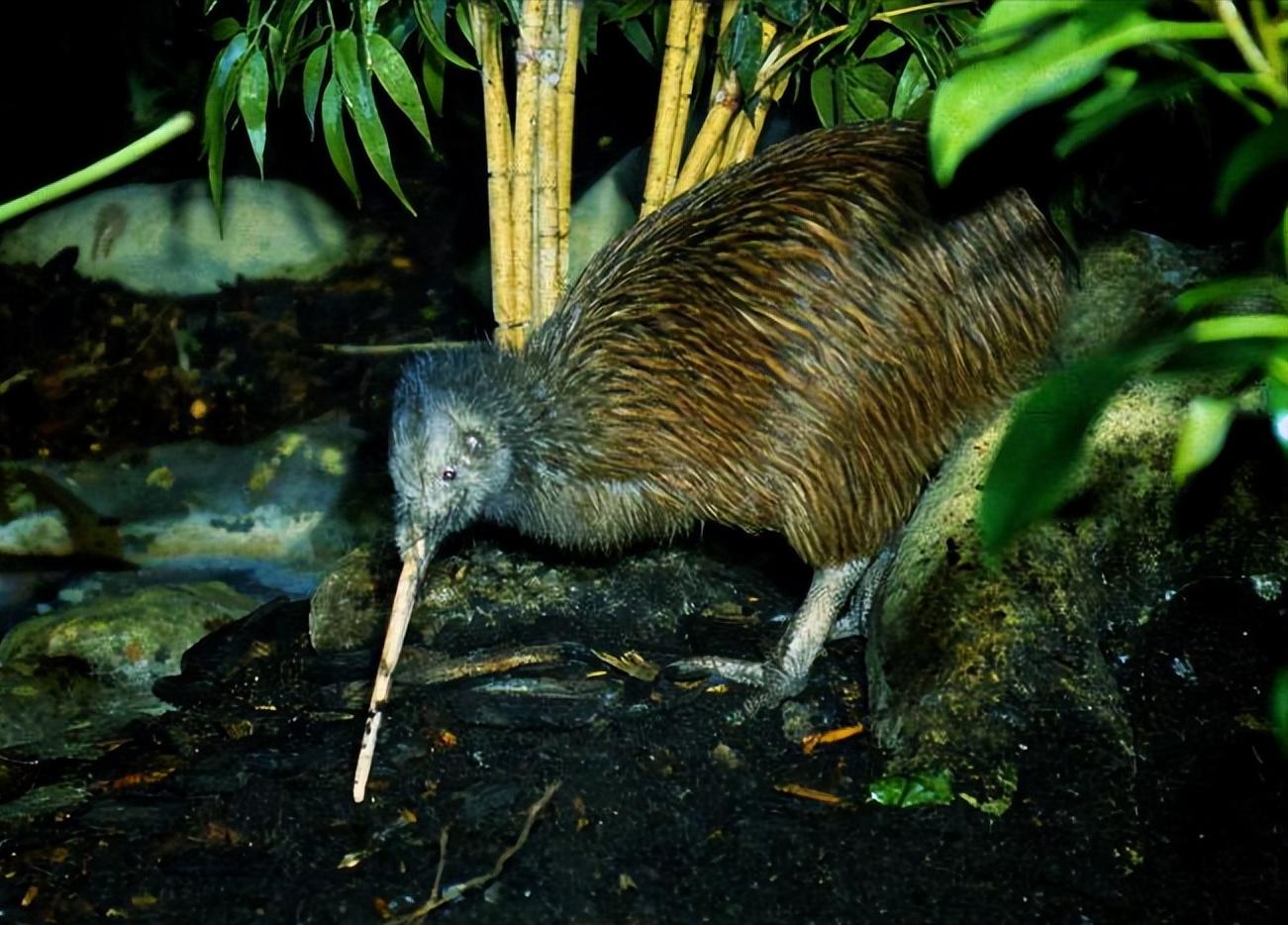 新西兰的几维鸟属于什么类型,新西兰的几维鸟有什么样的形态