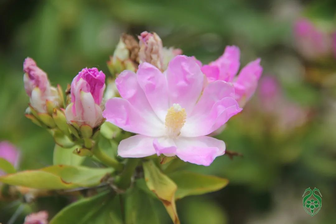 仙人掌花开的如此绚烂,仙人掌开花代表什么
