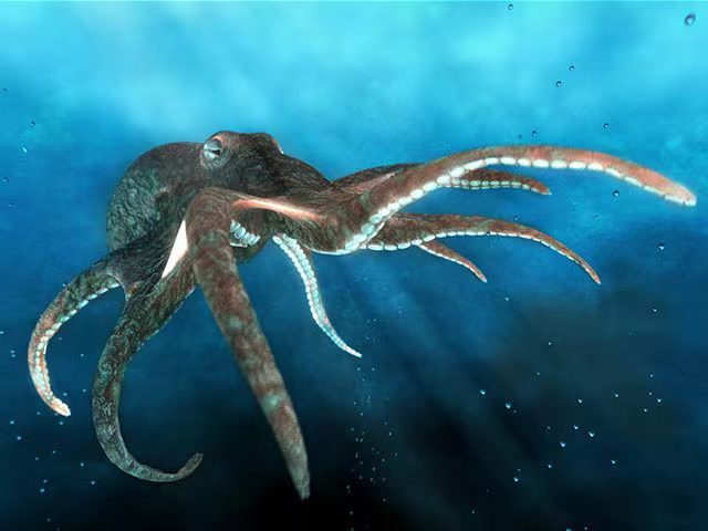 深海生物八爪鱼是一个进化奇迹,章鱼是公认的海洋中的高智商动物