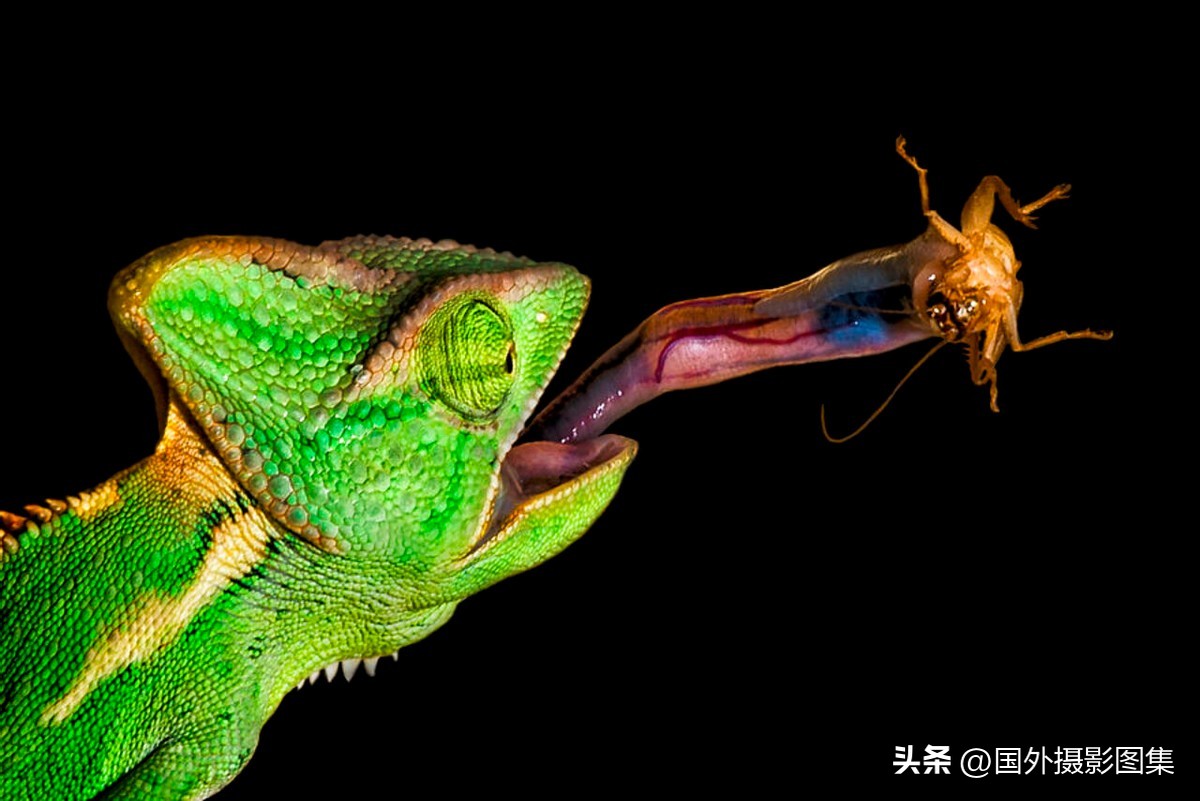 世界顶级唯美人像摄影师,世界顶级自然摄影师作品