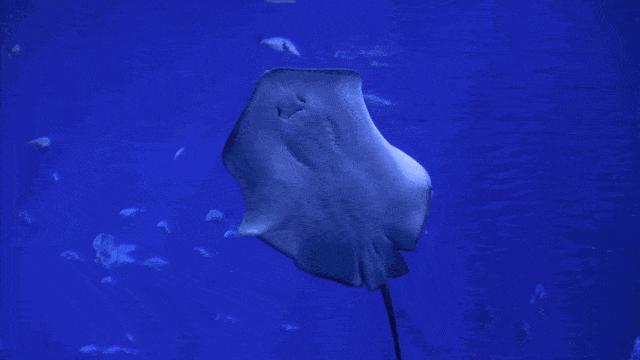 临沂10家景区将免门票,临沂拥军卡景区免费吗